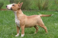 /album/fotogaleria/bull-terrier-miniatura-copia-jpg/